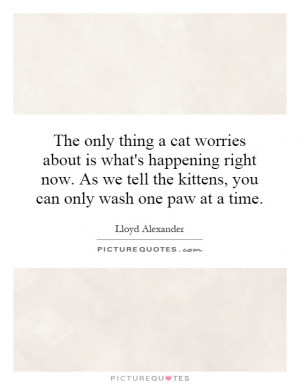 ... tell the kittens, you can only wash one paw at a time. Picture Quote