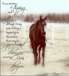 ... Quotes, Bucked Up Quotes, Horses, Buck Brannaman Quotes, Words Quotes