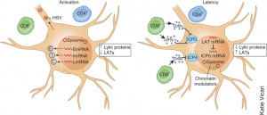 hearingThe commonest in obese alternative medicines for herpes women ...