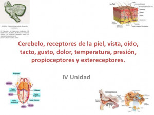 Asignación 1. unidad iv cerebelo, receptores de la piel, vista