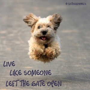 live like someone left the gate open