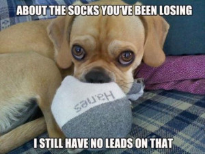 Dump Day Funny Dog Quotes