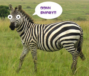 Funny Zebra Eyes Picture for Fb Share