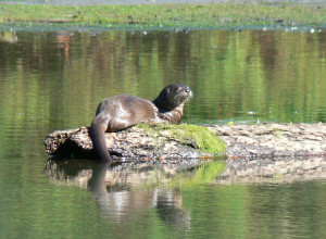 River Otter Habitat Three coastal river otters