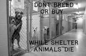 Dog Pound Animal Shelter