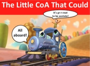 All Aboard the Acetyl CoA!