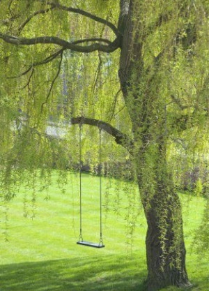 Stockings Photos, Empty Swings, Tree Swings, Willow Trees, Swings ...