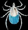 Defend yourself against Rocky Mountain Spotted Fever and Lyme Disease ...