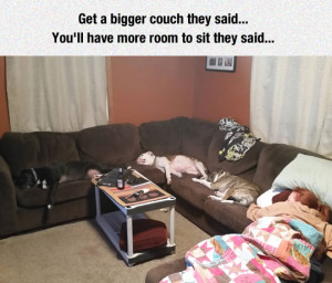 funny-couch-pets-sleeping-wife