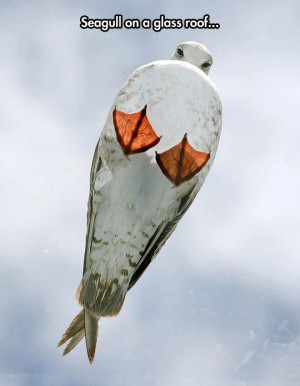 funny-seagull-on-glass-roof-sky