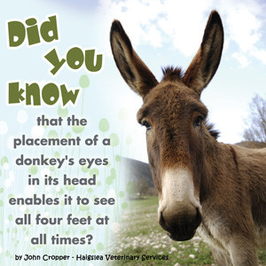 Donkey wisdom & quotes