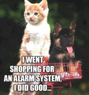 Cute Kittens and German Shepherd Puppy