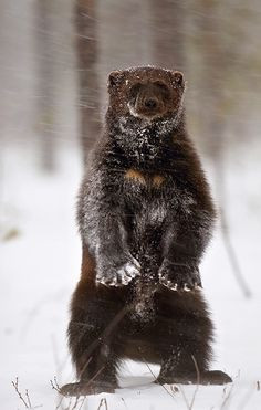 ... weasels more animal pictures endangered species rare animal winter