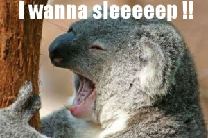 funny lazy koala funny lazy koala