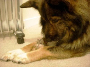 beautiful, cute, dog, funny, hamster