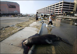 ... forced to leave their beloved animals to die after hurricane Katrina