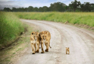 Two Lions Walk with His Cute Baby Cub HD Wild Animal Photos