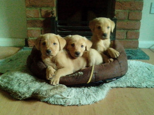 Fox Red Labrador Retriever Puppies