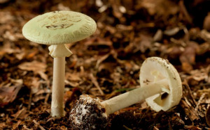 10 poisonous mushrooms to watch out for in Britain