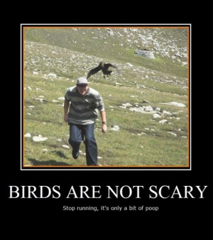 Birds Are Not Scary
