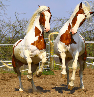Paint Horses for Sale