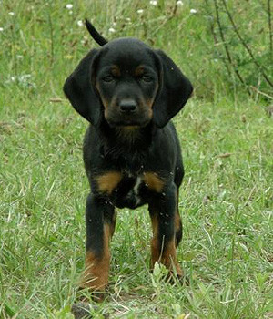 Polish Hunting Dog puppy