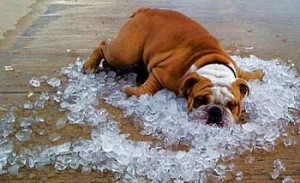 Jokes About Summer Heat | ... Heat Wave Hits Most of the U.S.: How Do ...