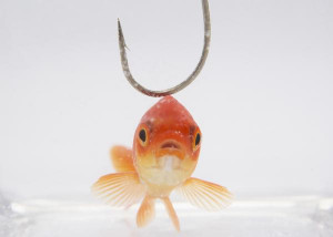 web of attention seniors only attention add details from insanity