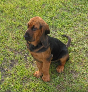 Bloodhound Pictures Photos