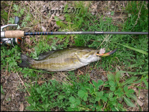 Erie Canal spillway first fish of the season! 4/29/11