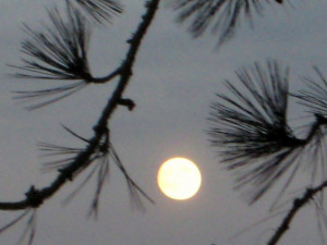 Oscar, Best Writing, Screenplay Written Directly for the Screen