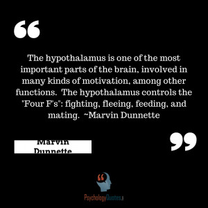 The hypothalamus is one of the most important parts of the brain ...