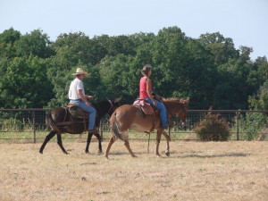 Noname Ranch Mules