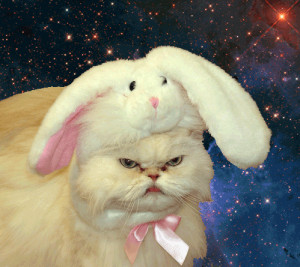 Angry Bunny Cat