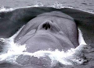 Rare blue whales spotted in Alaska