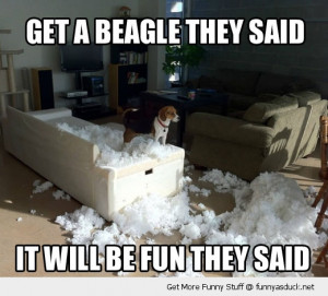 dog animal beagle torn ripped sofa couch fun funny pics pictures pic ...