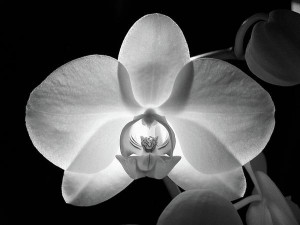 White moon orchid. They are the most beautiful flower EVER!