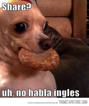 Funny photos funny Chihuahua dog eating cookie