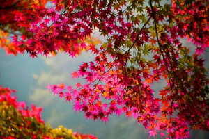 , Fall Leaves, God, Pink Trees, Autumn Leaves, Heaven, Dance Quote ...