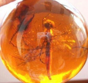 ... and detailed as an insect in amber diana gabaldon dragonfly in amber