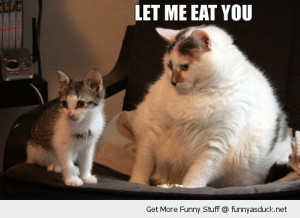 funny fat cats