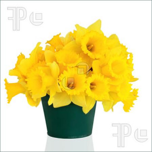 Daffodil+clipart