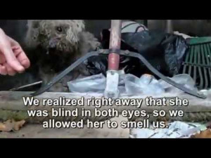 watch-blind-dog-rescue-human-com.jpg