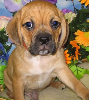 Is the Puggle The Right Breed