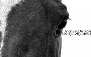 ... kb jpeg horse quotes 500 x 304 133 kb jpeg i love my horse quotes 500
