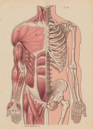 Muscle Muscular System Diagram