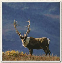 for one, am notwilling to sell my birthright in this piece of ...