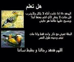 Funny Arabic Quotes