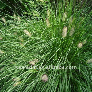 Horsetail Grass Herb