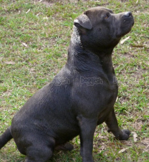 Purebred Staffordshire Bull Terrier